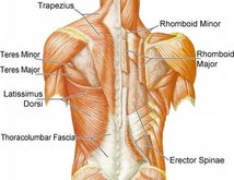 Back Muscles Anatomy