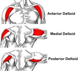 deltoids